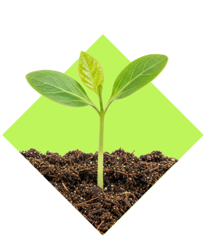 eine Frau in Jeans Latzhosen steht in einer grünen Wiese und hält eine Jungpflanze mit Erde in der Hand.